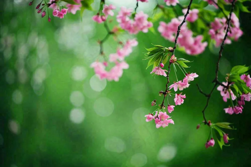 立春粉色花朵树枝绿意绿色背景春分惊蛰摄影图(1344x896)