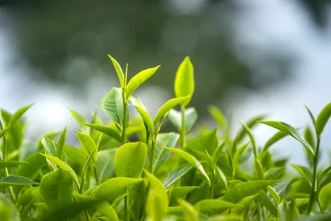 户外茶叶茶园 户外茶叶茶园