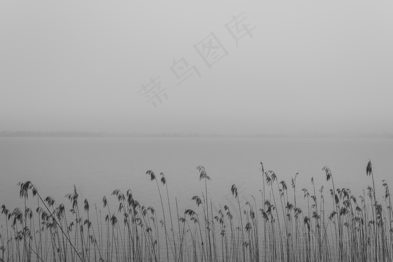 云雾森林图片