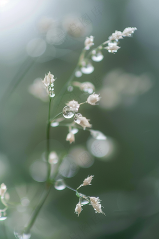 春天梅雨季的植物雨水露珠摄影图