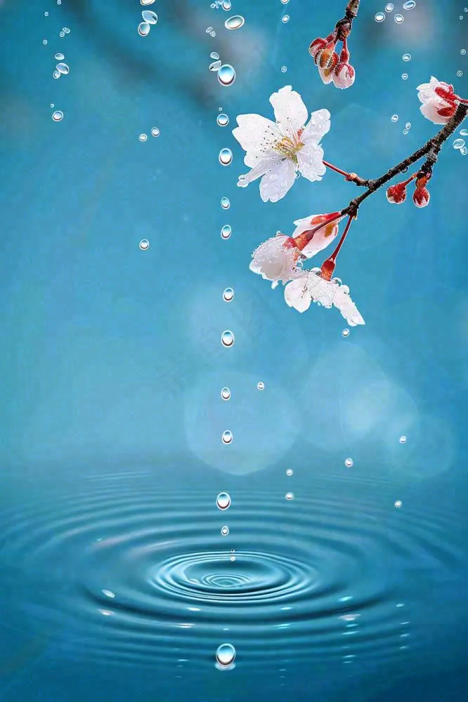 春天梅雨时节雨滴飘落在梅花滴落在水面上泛起涟漪雨水谷雨寒露摄影图(896x1344)