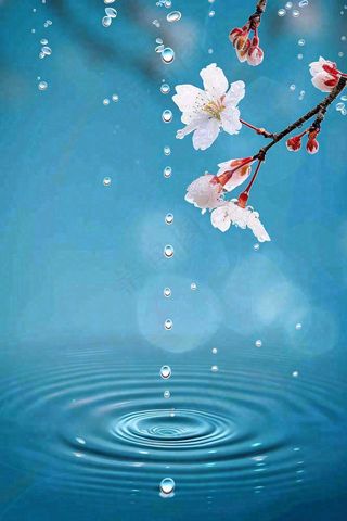 春天梅雨时节雨滴飘落在梅花滴落在水面上泛起涟漪雨水谷雨寒露摄影图