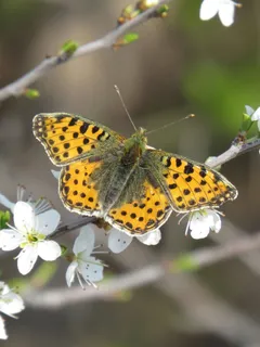 橙黄蝶舞翩翩,花间浪漫共度 橙黄蝶舞翩翩,花间浪漫共度