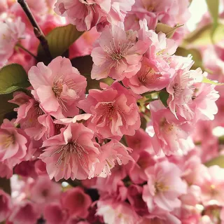 春日樱花花朵摄影图