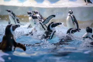 海洋馆动物园冰雪天地的企鹅寒冷动物摄影图