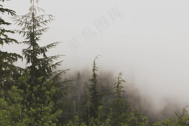 云雾森林图片