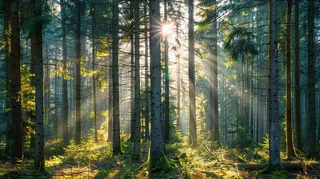 山林森林阳光绿色大自然风景摄影图
