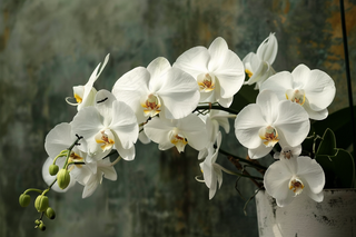 白色兰花摄影图