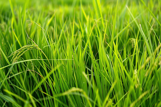 小麦绿色麦穗小满芒种粮食丰收摄影图