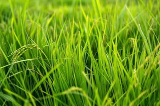 小麦绿色麦穗小满芒种粮食丰收摄影图