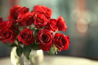 玫瑰花鲜花花朵摄影图