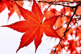 枫叶红色秋天摄影图