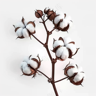棉花成熟花束白色背景摄影图