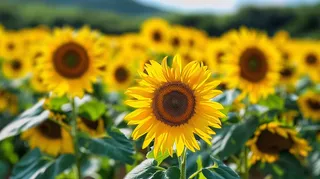 向日葵向阳鲜花摄影图