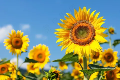 向日葵向阳鲜花摄影图 向日葵向阳鲜花摄影图