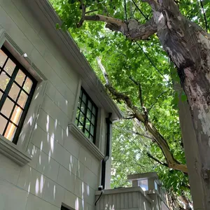 树荫下的小确幸