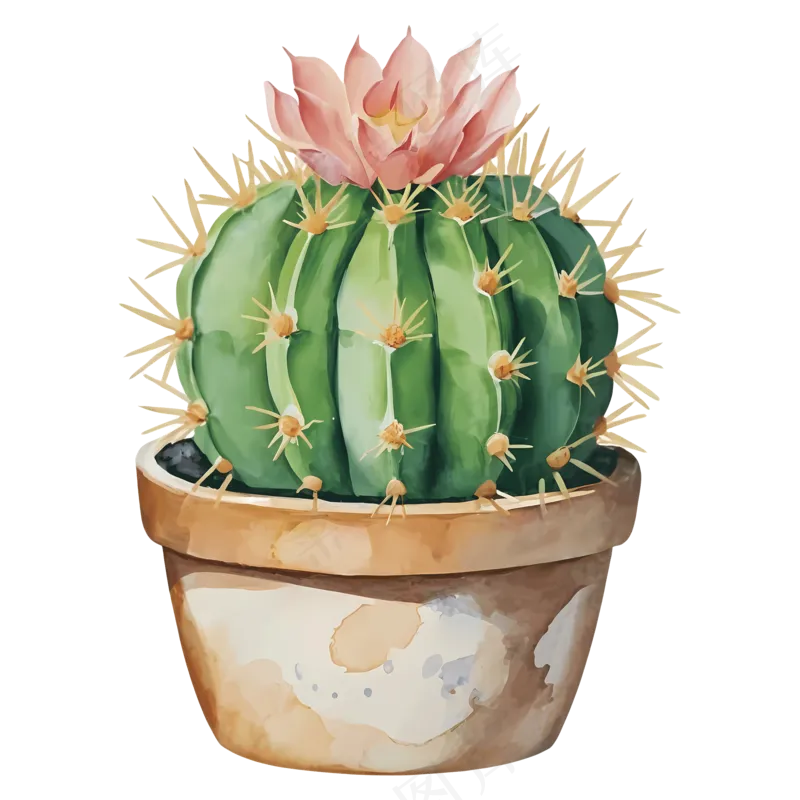 免抠手绘风在盆里带花的仙人球