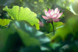 夏日池塘荷花荷叶唯美立夏夏至处暑摄影图