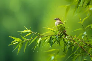 绿色竹叶上的小鸟竹林摄影图