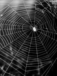 蜘蛛结的网，生命力