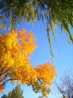 绿色的树叶和黄色的树叶对比 绿色的树叶和黄色的树叶对比