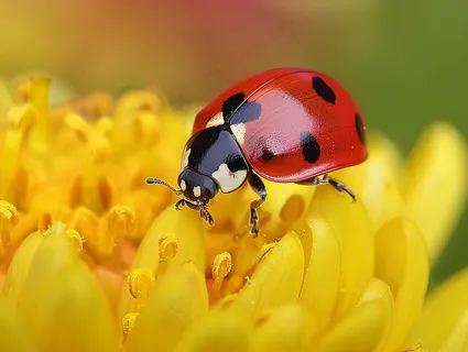 菊花上的瓢虫昆虫摄影图