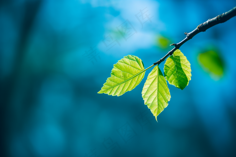 树抽新芽嫩叶碧蓝背景摄影图