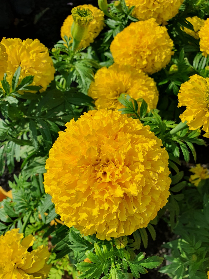 花园金盏花盛开3