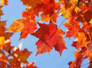 金秋红枫叶梧桐叶蓝天背景立秋秋分处暑摄影图