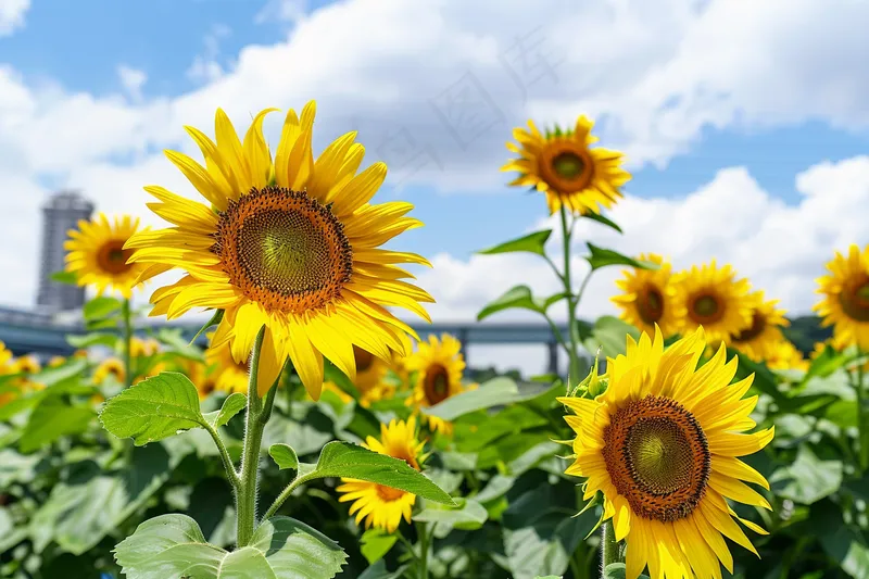向日葵向阳鲜花摄影图(4032x2688)