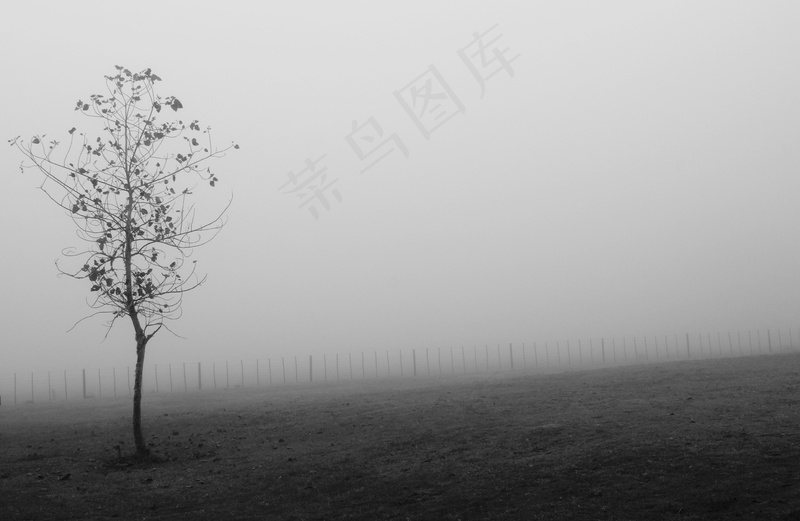 云雾森林图片