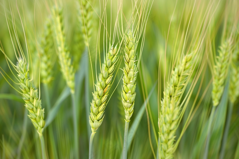 绿色小麦麦穗小满芒种摄影图