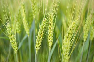 绿色小麦麦穗小满芒种摄影图