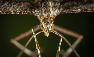 微距镜头下的蚊子特写