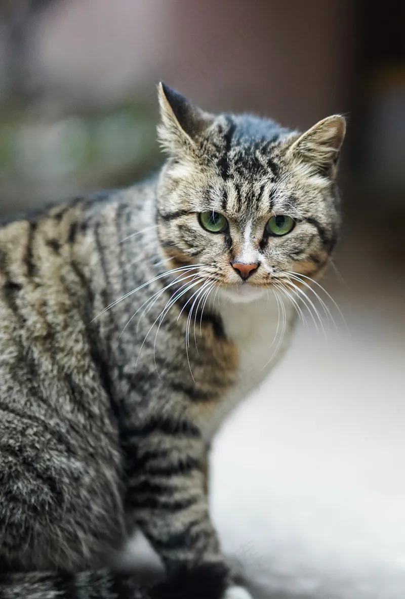 猫咪小猫动物