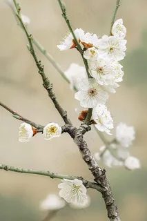 春天白梅梅花鲜花摄影图