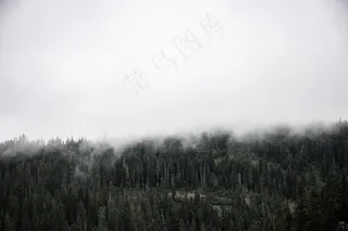 云雾森林图
