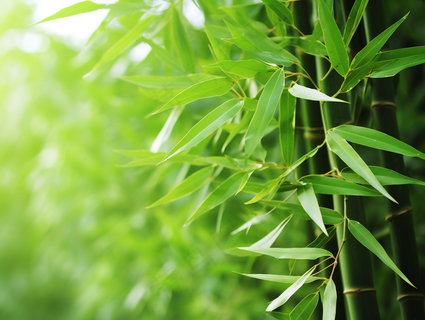 竹林竹叶竹子绿色摄影图