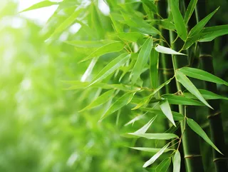 竹林竹叶竹子绿色摄影图