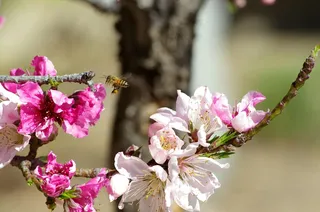 桃花朵朵开，蜜蜂采蜜忙