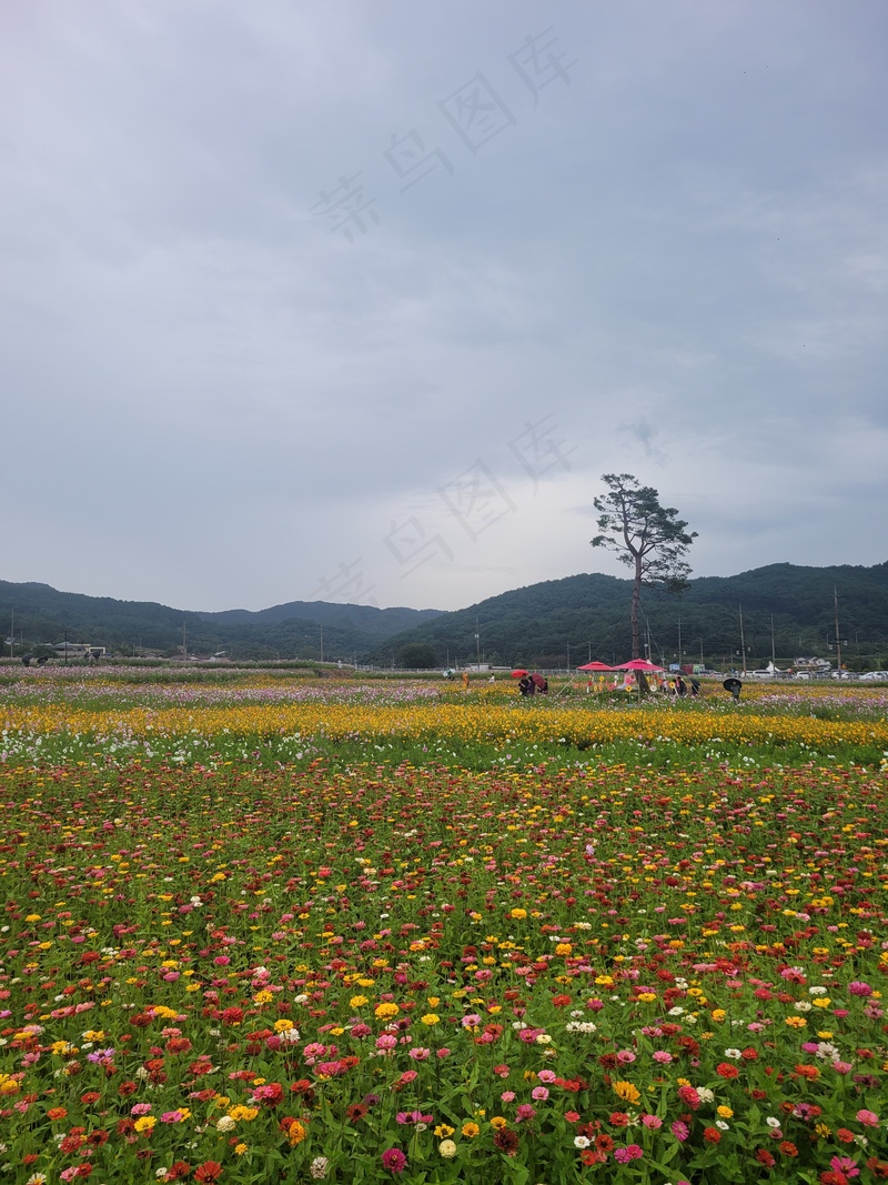 原野色彩缤纷花海2