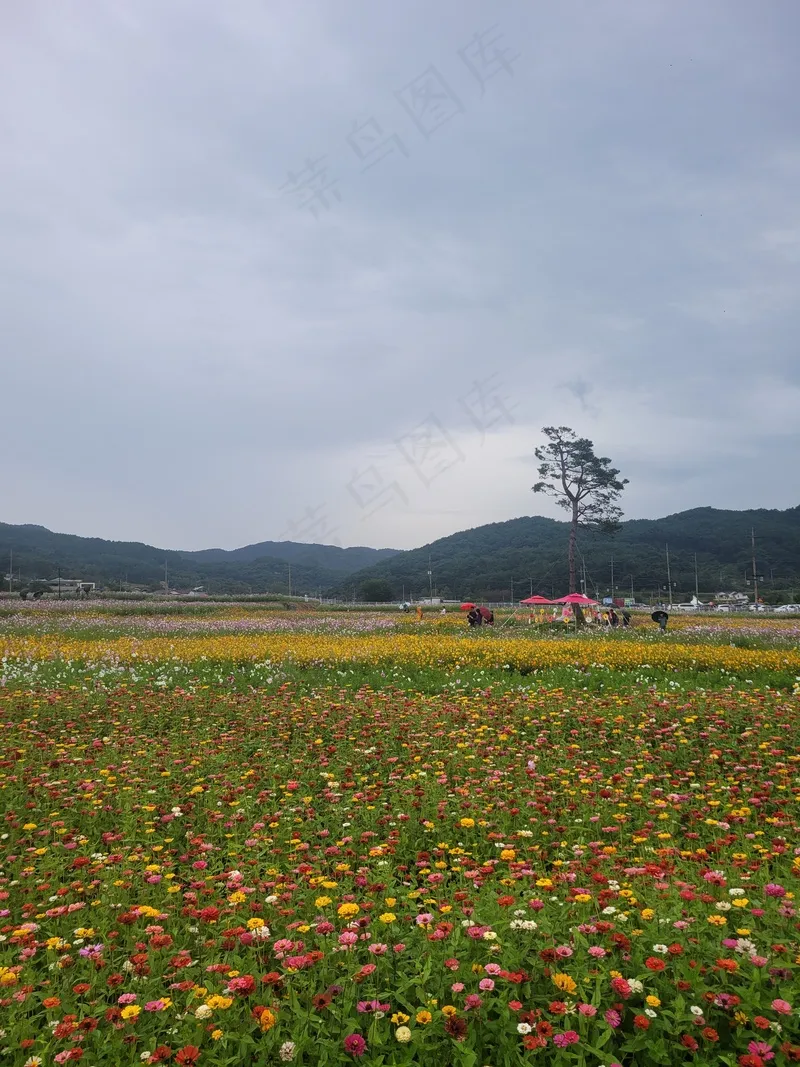 原野色彩缤纷花海2