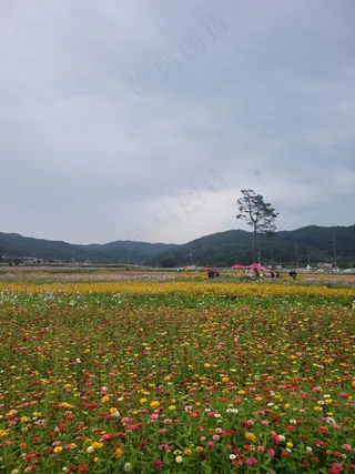 原野色彩缤纷花海2
