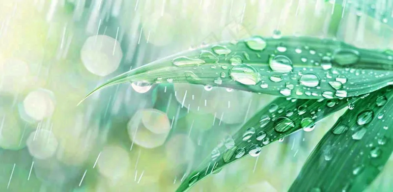 雨水飘打在绿叶叶片上春天雨水谷雨摄影图(1568x768)