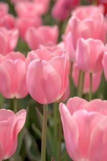 春天粉色郁金香花朵摄影图