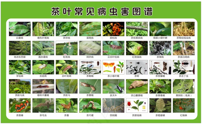 茶树病虫害图谱防治cdr矢量模版下载