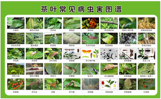 茶树病虫害图谱防治