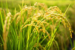 水稻稻穗农田种植生长摄影图