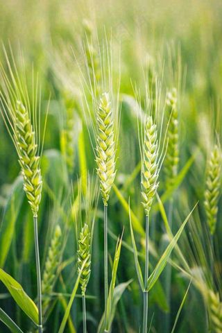 绿色小麦麦穗农田种植小满芒种摄影图