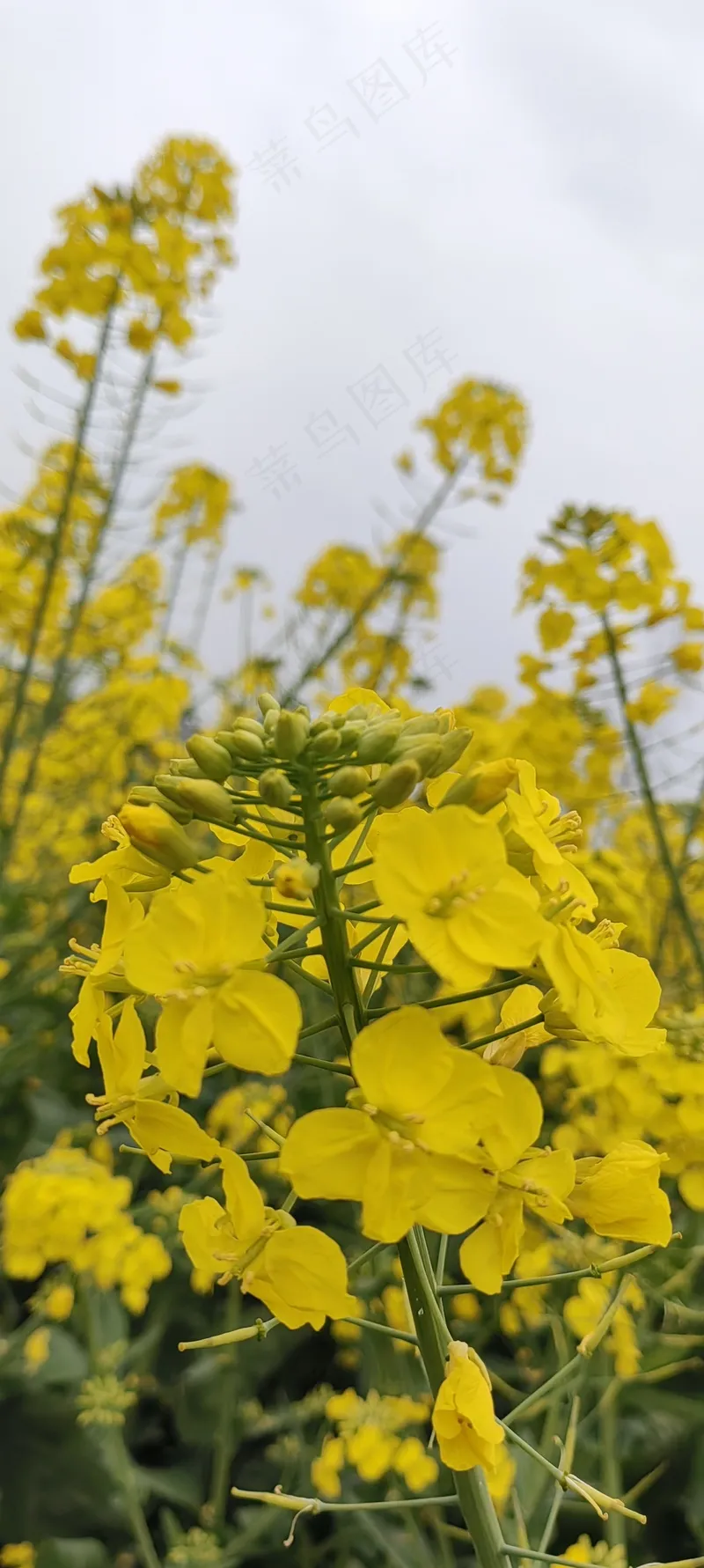 天空/春天/油菜花/菜籽花/花